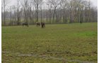 Property photo 8 - Amish Farm Auction - 7 Bedroom 2 Bathroom Home